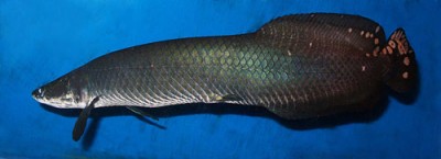 Arapaima2