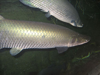 arapaima1